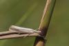 Agriphila sp.
